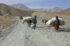 Afghanistan - Herat province - men with their transport donkeys - mountain road - photo by E.Andersen