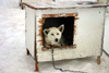 Alaska - Skagway: dogsled camp at Denver Glacier - dog house with tenant (photo by Robert Ziff)