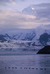 Alaska - Glacier bay - group of ducks in Johns Hopkins inlet - photo by E.Petitalot
