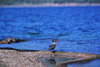 Alaska - Yukon river: water bird - photo by E.Petitalot