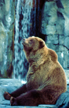 Alaska - Anchorage: grizzly bear at the zoo - Ursus arctos - photo by F.Rigaud