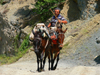 Drenove National Park, Kor county, Albania: mule caravan - photo by J.Kaman