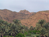 Algrie - Massif des Aurs: palmiers - photographie par J.Kaman