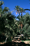 Algrie - Biskra: Jardin botanique de Landon - palmiers - photographie par C.Boutabba