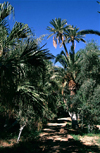 Algeria / Algrie - Biskra: Landon botanical garden - palms - nature's garden - photo by C.Boutabba