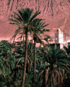 Algrie - El Kantara - wilaya de Biskra: minaret dans les plantations de dattes - photographie par C.Boutabba