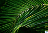 Algrie - Biskra (BSK): feuille de palmier - dtail - photographie par C.Boutabba