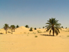 Algrie / Algerie - Sahara desert: lone palms - photo by J.Kaman