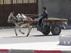 Algeria / Algerie - Touggourt - Wilaya de Ouargla: cart with speeding donkey - photo by J.Kaman