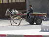 Algrie - Touggourt - Wilaya de Ouargla: chariot avec ne rapide - photographie par J.Kaman