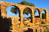 Tipaza, Algrie: arches and olive tree - Great Christian Basilica - Tipasa Roman ruins, Unesco World Heritage site | arcade et olivier - Grande Basilique Chrtienne - ruines romaines de Tipasa, Patrimoine mondial de l'UNESCO - photo par M.Torres