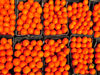 Tipasa, Algrie: Clementines  developed in Misserghin, Algeria by Father Clment Rodier | clmentines - agrume Cr en Algrie par le Pre Clment Rodier, hybride entre le mandarinier et l'orange douce - photo par M.Torres