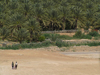 Algrie / Algerie - Temassine / Temacine - Wilaya de Ouargla: palmiers - photographie par J.Kaman