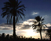 Algrie - Biskra: Coucher du soleil et palmiers - photographie par C.Boutabba