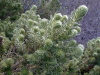 Amsterdam island: Phylica trees -  the soft, almost feathery, silvery-green leaves (photo by Francis Lynch)