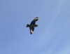 New Amsterdam island: skua hovers in the strong offshore breeze - Catharacta antarctica (photo by Francis Lynch)