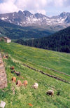 Andorra - Soldeu: cows grazing - Pyrenees - photo by M.Torres