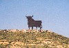 Aragon -Spain - Pealba: Osborne sponsors the king of the plain - Spanish bull (photo by M.Torres)