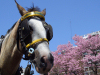 Argentina - Buenos Aires:  Mr Ed - horse at Palermo - photo by M.Bergsma