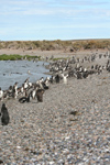 Argentina - Puerto Deseado  (Patagonia, Santa Cruz Province): Magellanic Penguins rookery - photo by C.Breschi