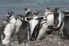 Argentina - Puerto Deseado  (Patagonia, Santa Cruz Province): Magellanic Penguins on the beach - Jackass - Spheniscus magellanicus - Pingino de Magallanes - photo by C.Breschi