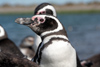 Argentina - Puerto Deseado  (Patagonia, Santa Cruz Province): Magellanic Penguin - head - Jackass - Spheniscus magellanicus - Pingino de Magallanes - photo by C.Breschi