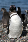 Argentina - Puerto Deseado  (Patagonia, Santa Cruz Province): Magellanic Penguin - front - Jackass - Spheniscus magellanicus - Pingino de Magallanes - photo by C.Breschi