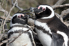 Argentina - Puerto Deseado  (Patagonia, Santa Cruz Province): Magellanic Penguins - pair - Jackass - Spheniscus magellanicus - Pingino de Magallanes - photo by C.Breschi