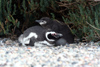 Argentina - Puerto Deseado  (Patagonia, Santa Cruz Province): Magellanic Penguin colony - with egg and chick - Jackass - Spheniscus magellanicus - Pingino de Magallanes - photo by C.Breschi