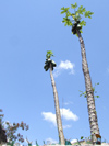 Argentina - Puerto Iguazu - Papaya trees - images of South America by M.Bergsma