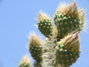 Argentina - Salta - Cactus at Cerro San Bernardo - images of South America by M.Bergsma
