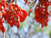 Argentina - Salta - National flower of Argentina - the ceibo - Erythrina crista-galli -  Cerro San Bernardo - images of South America by M.Bergsma