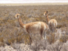 Argentina - Salta province - Salinas Grandes - pair of Vicuas  - Vicugna vicugna - Aregetinean fauna - images of South America by M.Bergsma