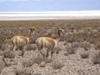 Argentina - Salta province - Salinas Grandes - Vicua - wild South American camelid - Vicugna vicugna - images of South America by M.Bergsma