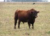 Argentina - Cordoba province: bull in the fields - photo by Captain Peter