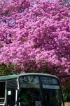 Argentina - Buenos Aires: Recolecta - Barrio - pink flowers and bus 37 (photo by N.Cabana)