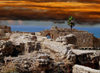 Israel - Caesarea: life on the ruins - palm tree (image by Efi Keren)