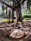 Israel - Zihron: roots - Rothschild park (image by Efi Keren)