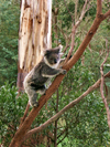 Australia - Koala climbing (Victoria) / coala - photo by Luca Dal Bo