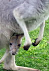 Australia - Baby Grey kangaroo (Victoria) - photo by Luca Dal Bo