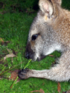 Australia - Grey kangaroo - close up (Victoria) - photo by Luca Dal Bo