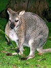 Australia - Grey kangaroo (Victoria) - photo by Luca Dal Bo