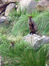 Australia - Rock wallaby (Victoria) - photo by Luca Dal Bo