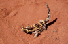 Australia - Northern Territory: thorny devil - Moloch horridus - is also known as the thorny lizard, or the moloch - Australian fauna - reptile - photo by S.Lovegrove