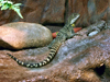 Australia - Lizard (Victoria) - photo by Luca Dal Bo