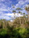 Australia - Francis Gulch Forest (Queensland)  - photo by Luca Dal Bo