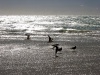 Australia - Fraser Island (Queensland): birds at Sandy Cape - photo by Luca Dal Bo