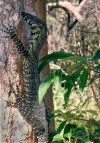 Australia - Great Sandy NP (Queensland): monitor lizard - photo by Luca Dal Bo