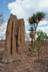 Australia - Kakadu National Park (NT): termite hill - Unesco world heritage site - photo by  Picture Tasmania/Steve Lovegrove
