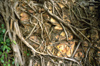 Australia - Darwin (NT): tree roots - photo by  Picture Tasmania/Steve Lovegrove